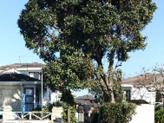 Primary photo of Orewa Beach